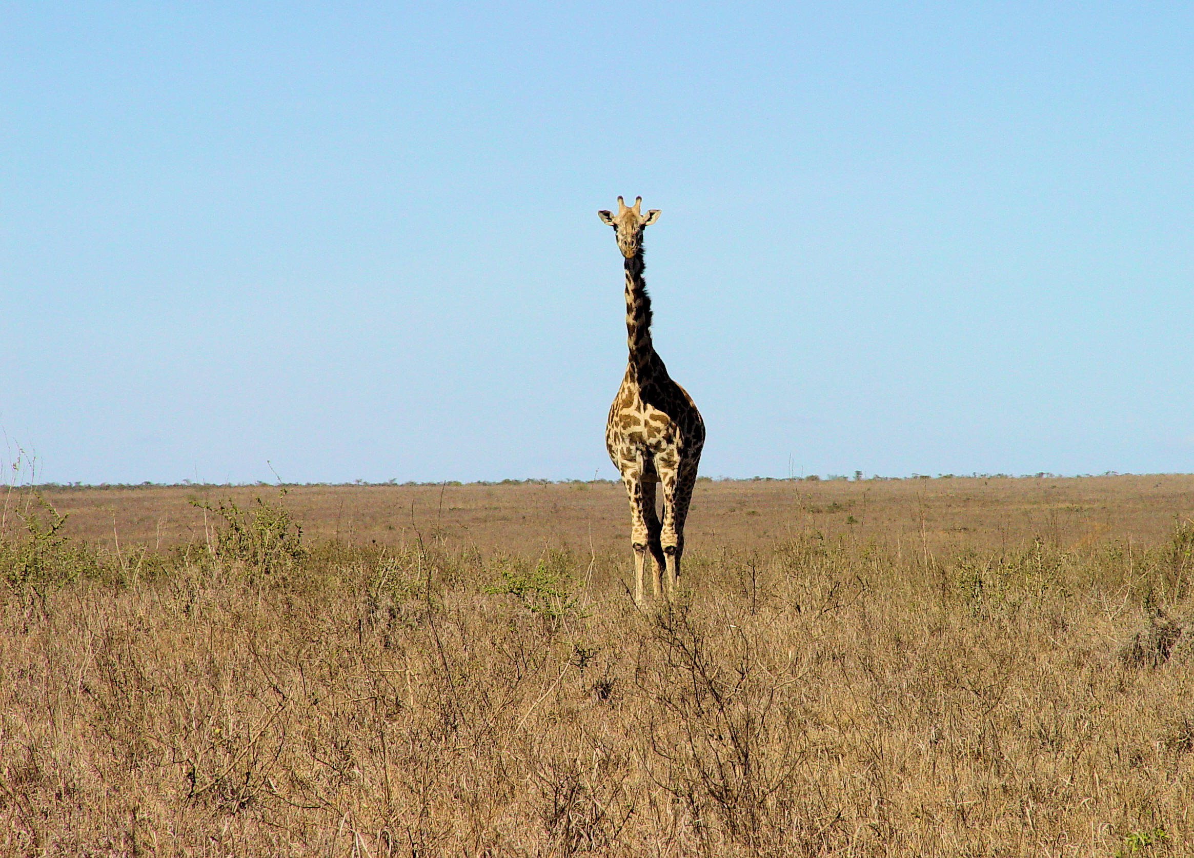 Giraffe in Nairobi National Park