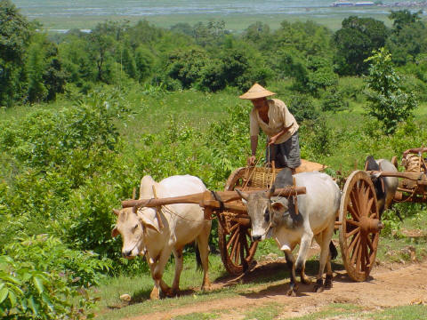 Oxcart on trail above Inle lake (background) - Click For Full-Size Photo