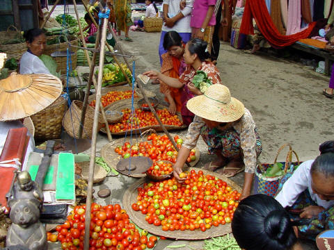 A bunch of tomatoes- Click For Full-Size Photo