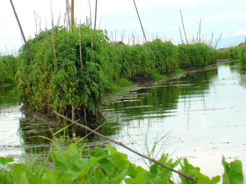 Inle lake vegetables cultivated on floating islands. - CLICK FOR FULL-SIZE PHOTO